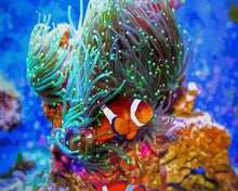 Charger l'image dans la galerie, peinture par numéros | Némo | animaux complexe poissons | FiguredArt