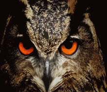 Charger l'image dans la galerie, peinture par numéros | Yeux dAigle | aigles animaux complexe oiseaux | FiguredArt