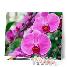 Charger l'image dans la galerie, peinture par numéros | Phalaenopsis roses | complexe, fleurs | FiguredArt