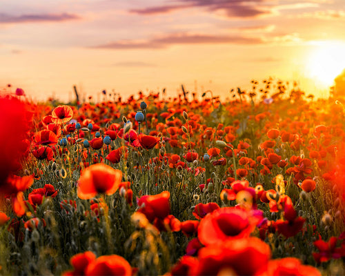 Vision de Fleurs