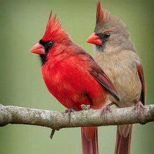 Charger l'image dans la galerie, Broderie Diamant | Broderie Diamant - Deux Oiseaux sur une branche | animaux Broderie Animaux oiseaux | FiguredArt