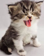 Charger l'image dans la galerie, Broderie Diamant | Broderie Diamant - Chaton Mignon | animaux Broderie Animaux chats | FiguredArt