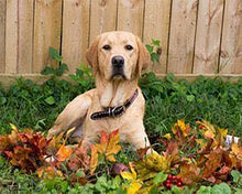 Charger l'image dans la galerie, Broderie Diamant | Broderie Diamant - Labrador | animaux Broderie Animaux | FiguredArt