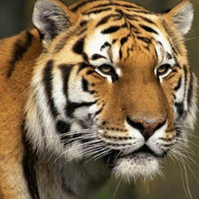 Charger l'image dans la galerie, Broderie Diamant | Broderie Diamant - Tigre | animaux Broderie Animaux tigres | FiguredArt