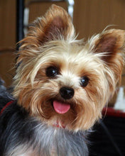 Charger l'image dans la galerie, Broderie Diamant - Petit chien tout mignon