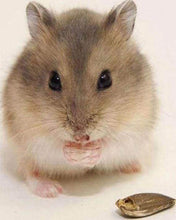 Charger l'image dans la galerie, Broderie Diamant | Broderie Diamant - Petite Souris | animaux Broderie Animaux | FiguredArt