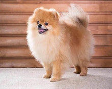 Charger l'image dans la galerie, Broderie Diamant | Broderie Diamant - Petit Chien | animaux Broderie Animaux chiens | FiguredArt