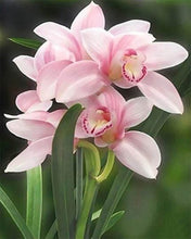Charger l'image dans la galerie, Broderie Diamant | Broderie Diamant - Belle Fleur | Broderie Fleurs fleurs | FiguredArt