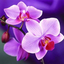 Charger l'image dans la galerie, Broderie Diamant | Broderie Diamant - Belle Fleur Violette | Broderie Fleurs fleurs | FiguredArt
