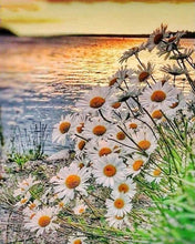 Charger l'image dans la galerie, Broderie Diamant | Broderie Diamant - Marguerites au bord de lEau | Broderie Fleurs fleurs | FiguredArt