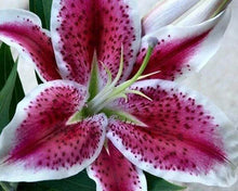 Charger l'image dans la galerie, Broderie Diamant | Broderie Diamant - Lys rouge | Broderie Fleurs fleurs | FiguredArt