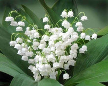 Charger l'image dans la galerie, Broderie Diamant | Broderie Diamant - Bouquet de Muguet | Broderie Fleurs fleurs | FiguredArt