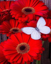 Charger l'image dans la galerie, Broderie Diamant | Broderie Diamant - Marguerites rouges et Papillon blanc | animaux Broderie Animaux Broderie Fleurs fleurs papillons |