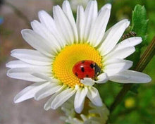 Charger l'image dans la galerie, Broderie Diamant | Broderie Diamant - Coccinelle et Marguerite | animaux Broderie Animaux Broderie Fleurs fleurs | FiguredArt