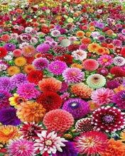 Charger l'image dans la galerie, Broderie Diamant | Broderie Diamant - Champ de Fleurs | Broderie Fleurs fleurs | FiguredArt