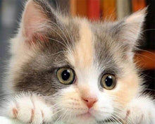 Charger l'image dans la galerie, Broderie Diamant | Broderie Diamant - Petit Chat curieux | animaux Broderie Animaux chats | FiguredArt