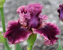Charger l'image dans la galerie, Broderie Diamant | Broderie Diamant - Iris grenat | Broderie Fleurs fleurs | FiguredArt