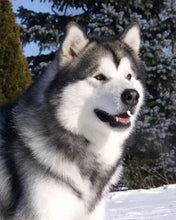 Charger l'image dans la galerie, Broderie Diamant | Broderie Diamant - Husky dans la Neige | animaux Broderie Animaux hiver | FiguredArt