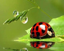 Charger l'image dans la galerie, Broderie Diamant | Broderie Diamant - Coccinelle | animaux Broderie Animaux | FiguredArt