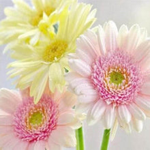 Charger l'image dans la galerie, Broderie Diamant | Broderie Diamant - Marguerites aux Couleurs Pastel | Broderie Fleurs fleurs | FiguredArt