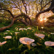 Charger l&#39;image dans la galerie, Puzzle 2D en Bois - Trompettes des anges