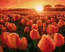 Charger l&#39;image dans la galerie, Tulipes au lever de Soleil