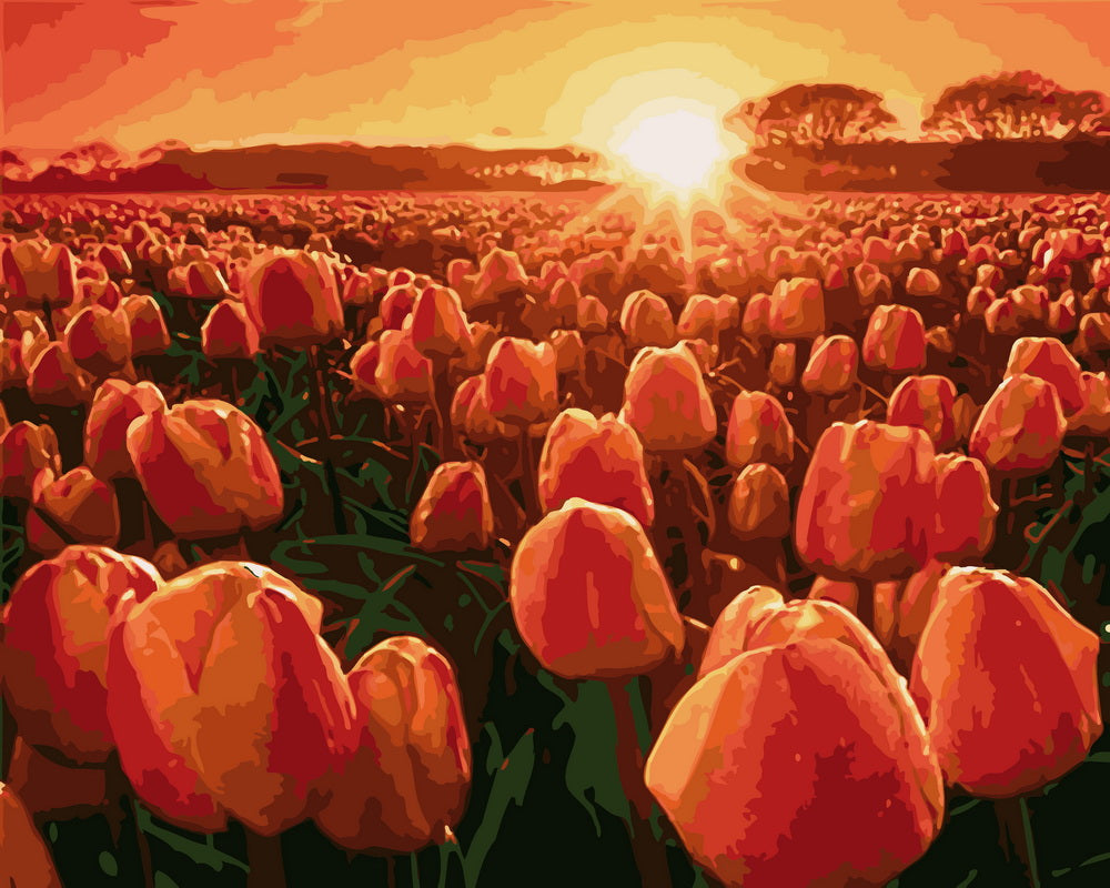 Tulipes au lever de Soleil
