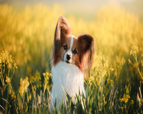 Broderie Diamant Petit Chien dans un champ animaux chiens | FiguredArt