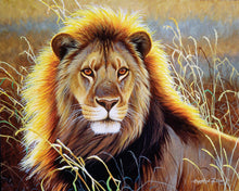 Charger l&#39;image dans la galerie, Peinture par numéros Lion dans la savane | Figured&#39;Art intermédiaire nouveautés animaux lions