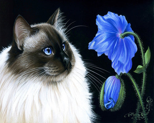 Peinture par numéros Face à face floral | Figured'Art facile nouveautés animaux chats fleurs