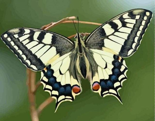 peinture par numéros | Ailes de Papillon | animaux intermédiaire papillons | FiguredArt
