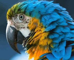 peinture par numéros | Ara bleu et jaune | animaux intermédiaire oiseaux | FiguredArt
