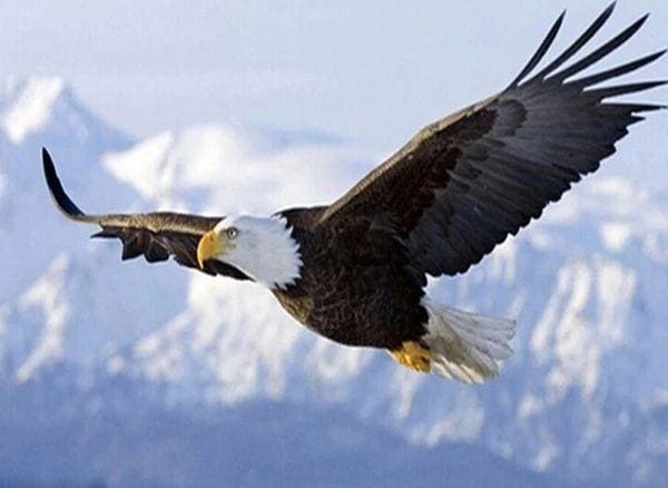 Broderie Diamant - Diamond Painting Aigle Américain - Figured'Art