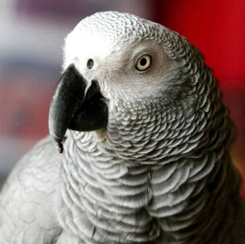 Broderie Diamant | Broderie Diamant - Bec dOiseau | animaux Broderie Animaux oiseaux | FiguredArt