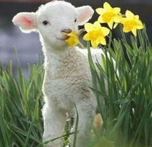 Charger l&#39;image dans la galerie, Broderie Diamant | Broderie Diamant - Brebis et Fleurs | animaux Broderie Animaux fleurs | FiguredArt