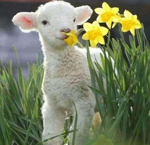 Broderie Diamant | Broderie Diamant - Brebis et Fleurs | animaux Broderie Animaux fleurs | FiguredArt