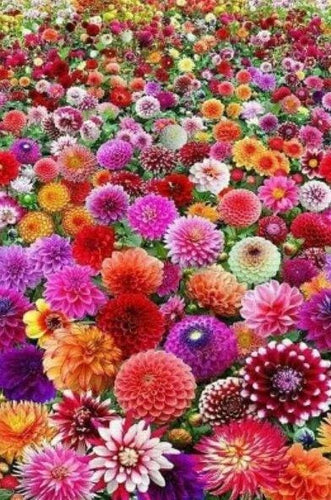 Broderie Diamant | Broderie Diamant - Champ de Fleurs | Broderie Fleurs fleurs | FiguredArt