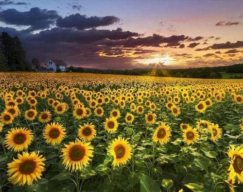 Broderie Diamant | Broderie Diamant - Champ de Tournesols | Broderie Fleurs fleurs | FiguredArt