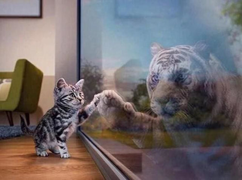 Broderie Diamant | Broderie Diamant - Chaton reflet Tigre | animaux Broderie Animaux chats tigres | FiguredArt