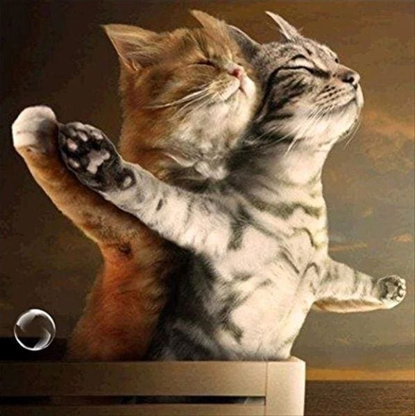 Broderie Diamant | Broderie Diamant - Chats Titanic | animaux Broderie Animaux chats | FiguredArt