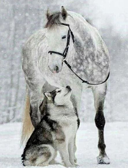 Broderie Diamant | Broderie Diamant - Cheval et Loup dans la Neige | animaux Broderie Animaux chevaux hiver lapins | FiguredArt
