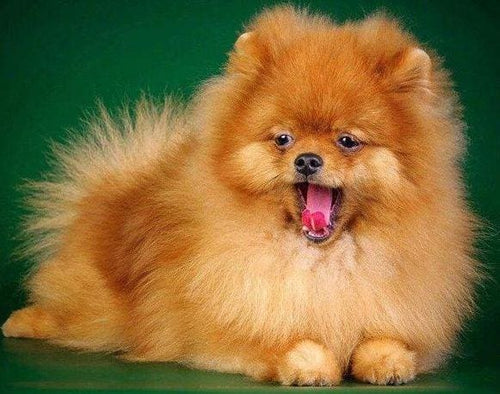 Broderie Diamant | Broderie Diamant - Chien Mignon | animaux Broderie Animaux chiens | FiguredArt