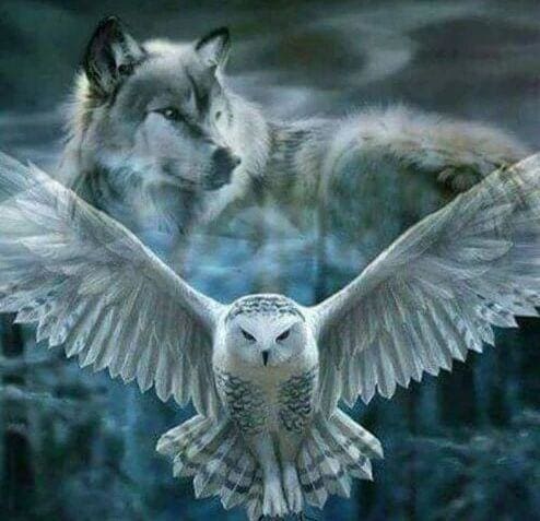 Broderie Diamant | Broderie Diamant - Chouette et Louve grise | animaux Broderie Animaux chouettes et hiboux | FiguredArt