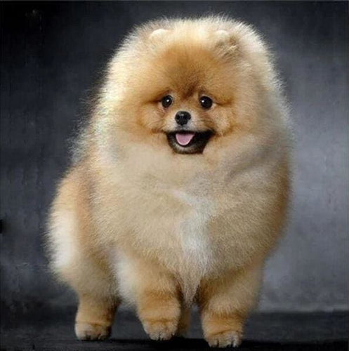 Broderie Diamant | Broderie Diamant - Chow Chow | animaux Broderie Animaux | FiguredArt