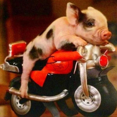 Broderie Diamant | Broderie Diamant - Cochon et Moto | animaux Broderie Animaux voitures et motos | FiguredArt