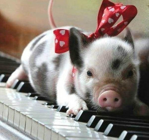 Broderie Diamant | Broderie Diamant - Cochon et Piano | animaux Broderie Animaux | FiguredArt