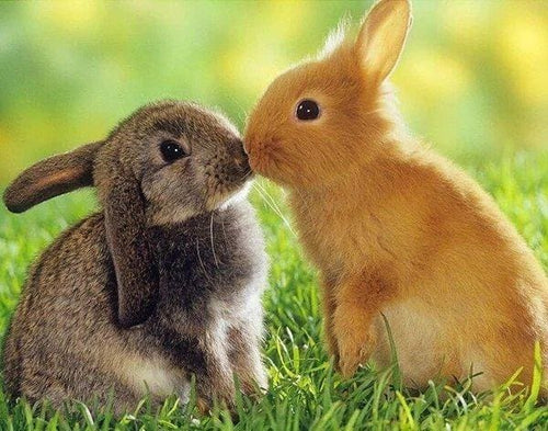 Broderie Diamant | Broderie Diamant - Couple de Lapins | animaux Broderie Animaux lapins | FiguredArt