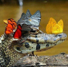 Charger l&#39;image dans la galerie, Broderie Diamant | Broderie Diamant - Crocodile et Papillons | animaux Broderie Animaux papillons | FiguredArt
