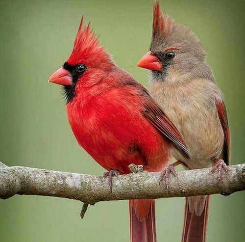 Broderie Diamant | Broderie Diamant - Deux Oiseaux sur une branche | animaux Broderie Animaux oiseaux | FiguredArt