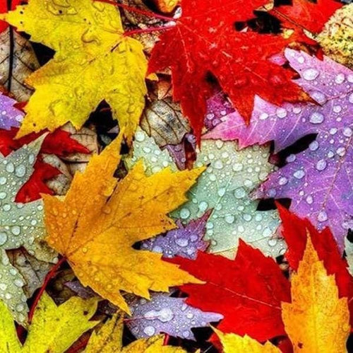 Broderie Diamant | Broderie Diamant - Feuilles dAutomne | Broderie Paysages paysages | FiguredArt